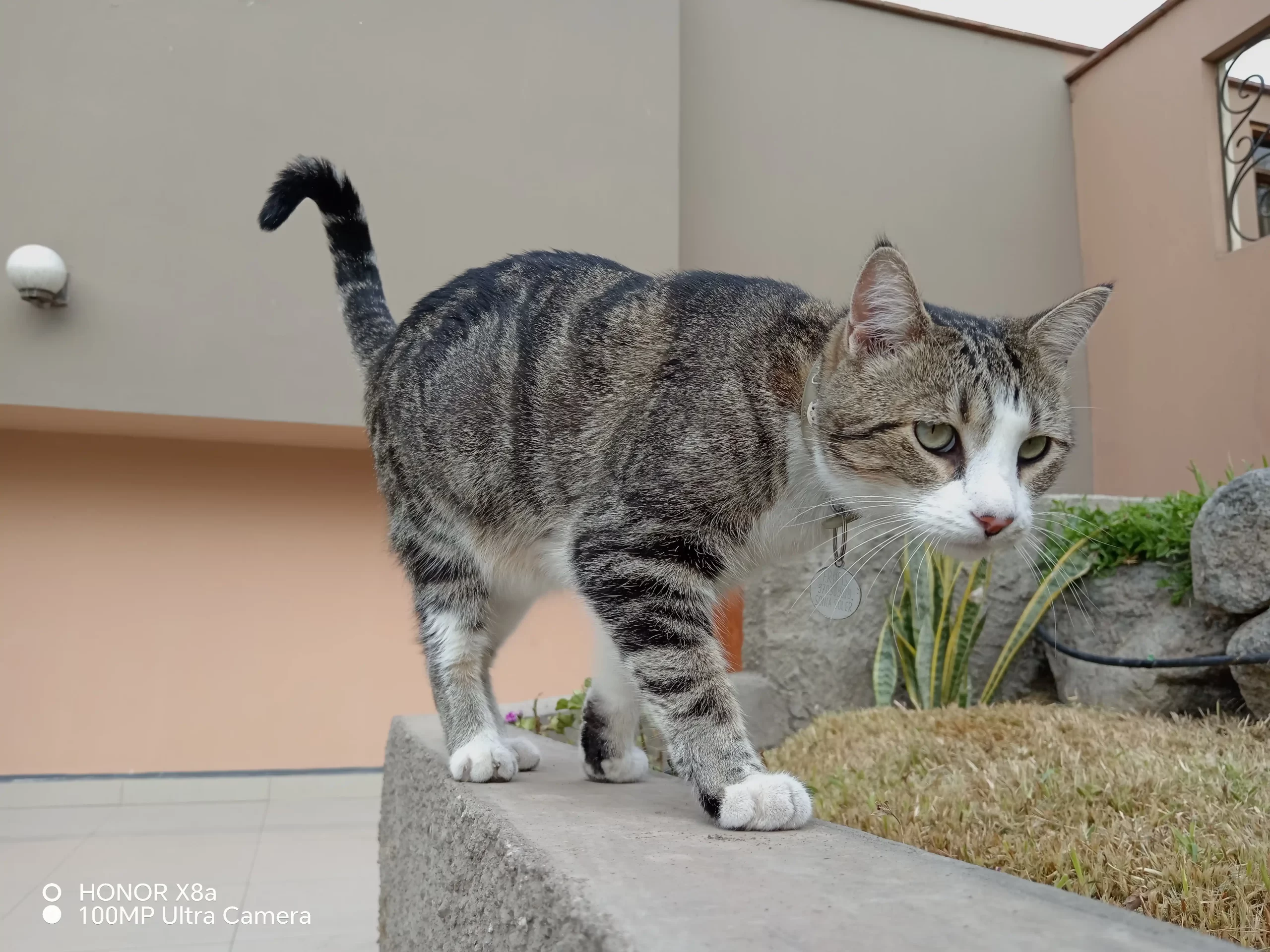 Foto tomada con el HONOR X8a: Gato de color negro y blanco