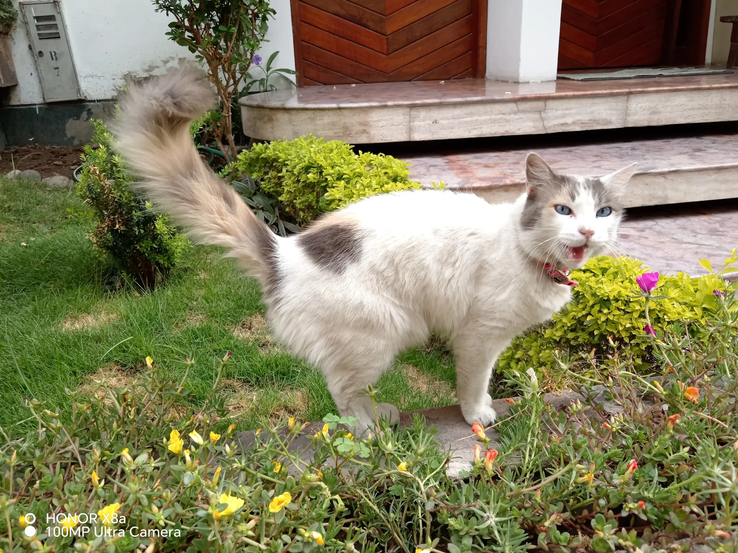 Foto tomada con el HONOR X8a: Gato de color marron y blanco