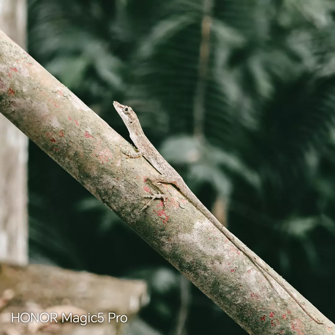 Fotografía con el lente periscópico del HONOR Magic 5 Pro