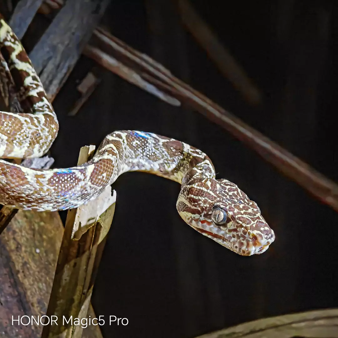 Fotografía con el lente periscópico del HONOR Magic 5 Pro